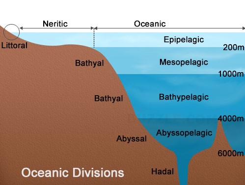 Littoral Zone Animals