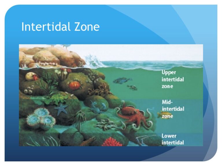 intertidal zone presentation