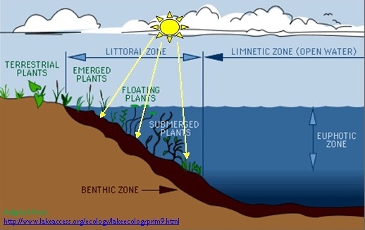Limnetic Zone
