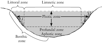Profundal Zone Definition | Profundal Zone Animals & Plants Ecosystem