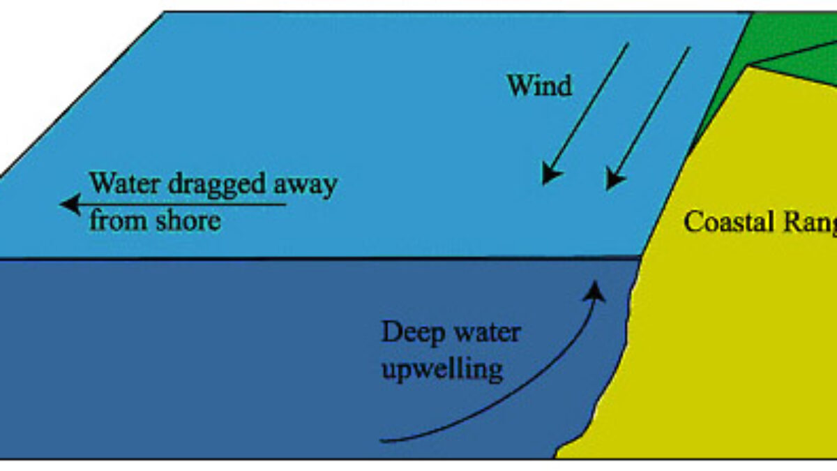 Definitions Causes Of Upwelling And Downwelling In Oceans Business Management Leadership June 21