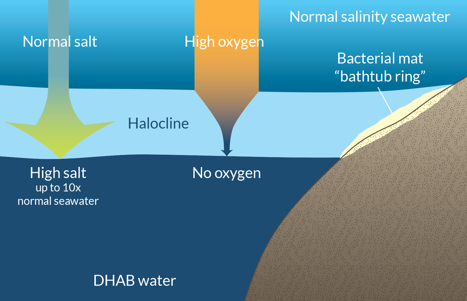 Halocline Layer