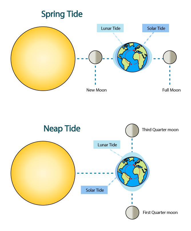 Neap Tides Definition | Neap Tides Moon Phase | Neap Tides Diagram 2024